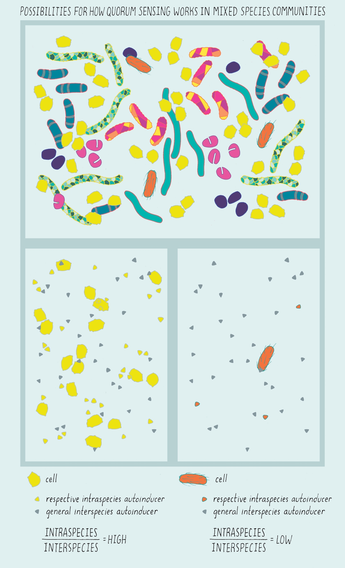 Illustration with colorful cells divided into three sections